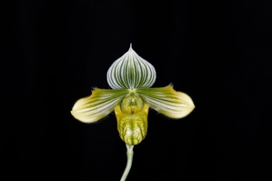 Paphiopedilum venustum fma. measurianum Venus Rising AM/AOS 82 pts.